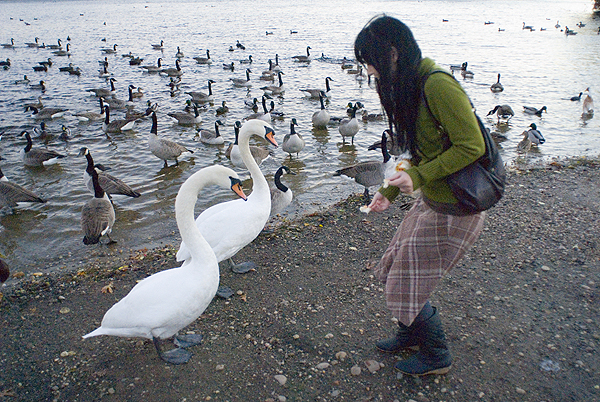 k and swans